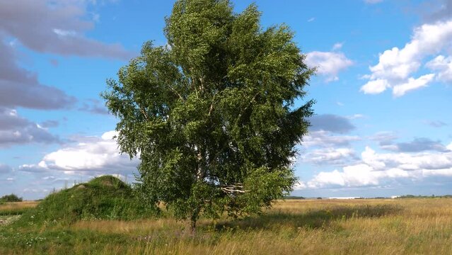 Summer countryside landscape view  with bearch tree standing alone in pasture field in windy and sunny day. 