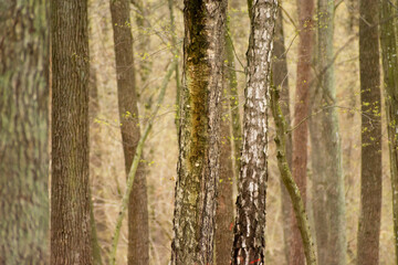 Obraz premium Brown tree trunks in a spring forest