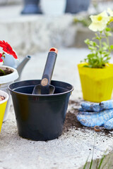 Top view Petunia flowers and gardening tools on the summer garden backyard at home, outdoor.  The concept of gardening and flowers.