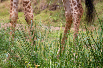 The legs of a large giraffe as it walks through the grass in the African wilderness