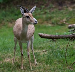 Naklejka na ściany i meble slender-horned gazelle