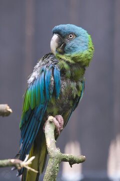 Blue-Headed Macaw