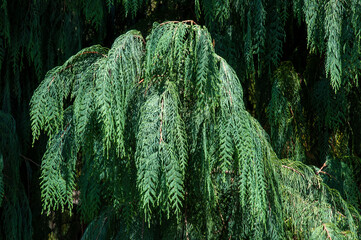 Sydney Australia, pendulous needle like leaves of a cupressus cashmeriana or Kashmir cypress