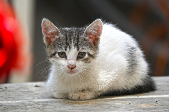 Turkish stray kitten. Homeless kitten. Istanbul Turkey, 