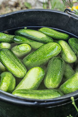 Soaking cucumbers in ice cold water for 4 to 5 hours before pickling gives nice crisp pickles. Home food hack.
