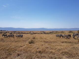 ngorongoro safari