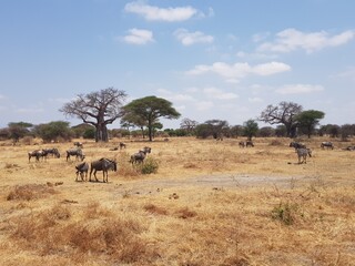 wildebeest in the savannah