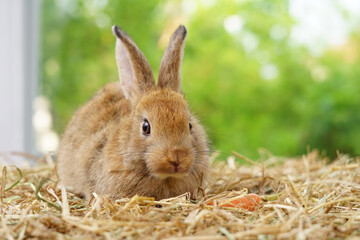 young adorable rabbit,brown fluffy bunny sitting on dry straw, easter animal symbol
