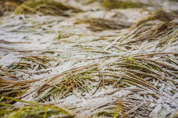 Long grass covered with the first autumn snow