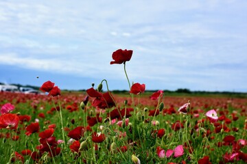 Fototapeta premium red poppy field