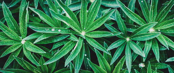 Naklejka na ściany i meble Green plant texture, Garden phlox leaves background, wide banner
