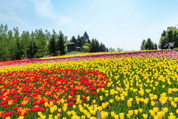 Fototapeta premium 札幌市 滝野公園のチューリップ