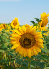 Field with sunflowers. One flower close-up.