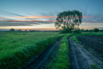 Rural road through fields, tree and evening sky
