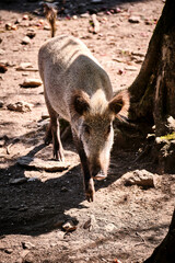 Wildschwein ( Sus scrofa ).