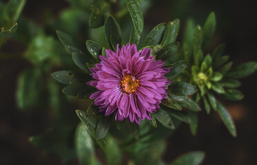 Beautiful purple flower. Blooming flower in the garden. Top view of a flower. Foliage in the background.