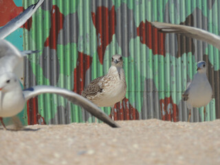 Seagull on the beach. Sea birds in summer. Rest on the sea surrounded by seagulls. The seagull is flying.