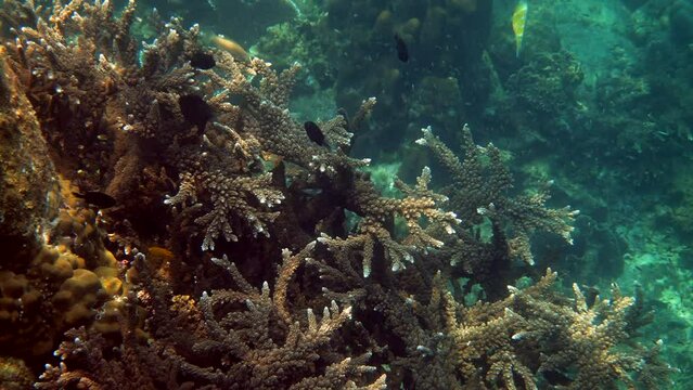 Underwater video of tropical fishes swimming among hard corals. Underwater fish reef marine. Colorful seascape, sea wildlife in Gulf of Thailand. Snorkeling or scuba diving