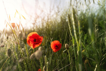 Fototapeta na wymiar Beautiful landscape view of bright red blossoming poppy flowers on beautiful green wildflower grassland meadow at warm sunny sunrise or sunset motninig light. Scenic nature wild floral background