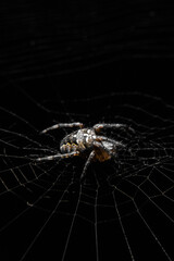 The spider lies on the web. Macro photography of a spider. Spider on a black background.