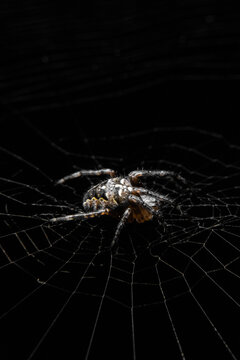 The spider lies on the web. Macro photography of a spider. Spider on a black background.