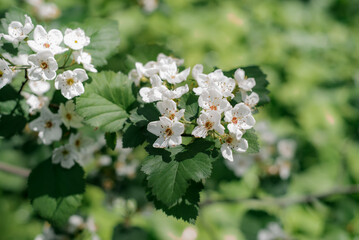 Spring flowering. Gardener and landscaping.