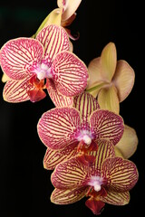 Fototapeta na wymiar Purple moth orchids on a black background