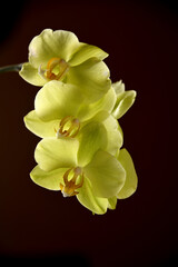 Yellow moth orchids on a black background