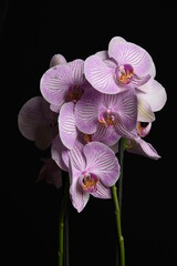 Pink moth orchids on a black background