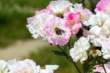 ピンク色のバラの花に潜る黒色のクマバチ