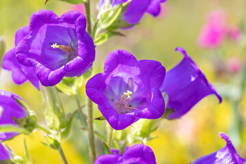 フウリンソウの紫色の花