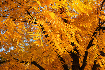 Autumn leaves on the sun. Yellow fall leaves in picturesque fall park. Outdoor. Sunny day, warm weather. Sunny day.