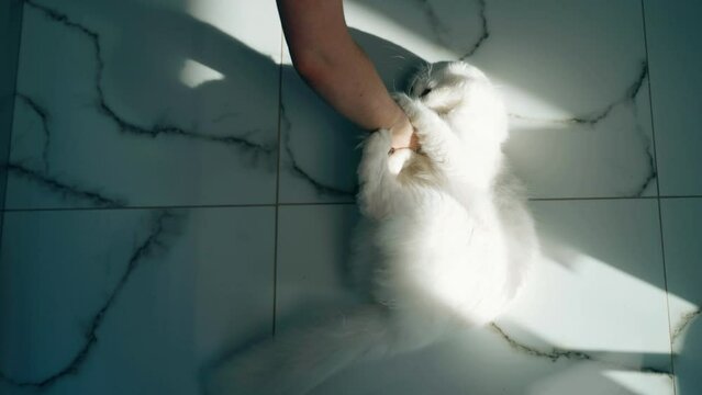 A woman loves animals and plays with her pet. Cat plays and attacks female's hand. A white fluffy purebred tomcat with curved ears lives in house. Playful cheerful cat plays and bites and pushes paws