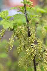 red currant blossom, close-up detail of a small yellow flower and young leaves on a branch of a red currant bush growing in the garden on green background. farming and growing organic products.