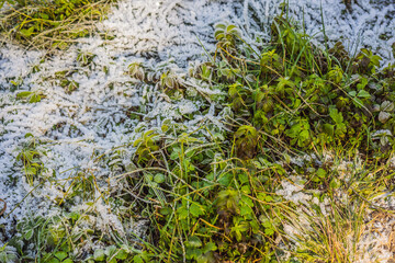 Long grass covered with the first autumn snow