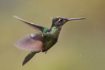 Magnificent Hummingbird - Eugenes fulgens, beautiful colorful  hummingbird from Central America forests, Costa Rica.