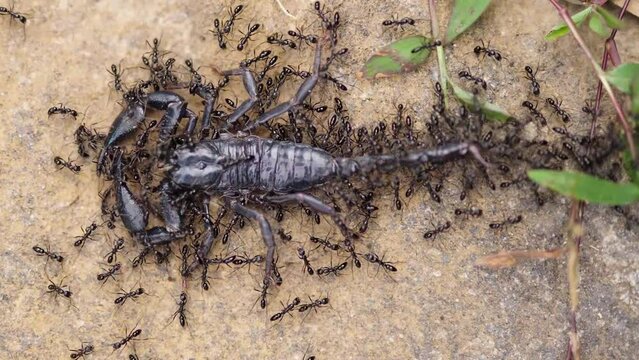 Close up shot: Crowd of ants fighting against black scorpion in nature