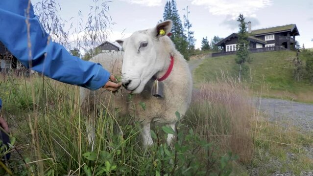 Feeding Sheep Coast Of Helgeland Northern Norway