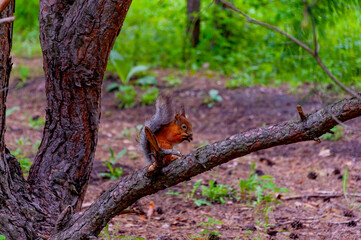 Obraz premium A squirrel in the forest of Samarskaya Luka National Park!