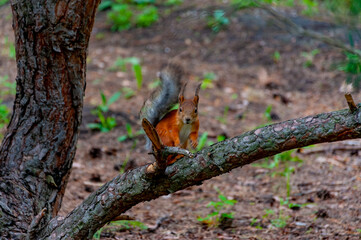 A squirrel in the forest of Samarskaya Luka National Park!