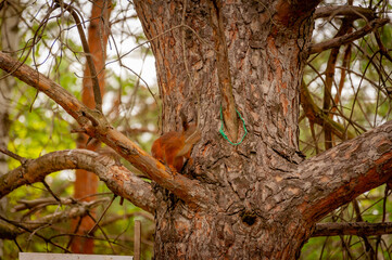 Fototapeta premium A squirrel in the forest of Samarskaya Luka National Park!