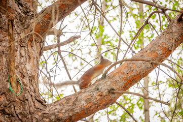 A squirrel in the forest of Samarskaya Luka National Park!
