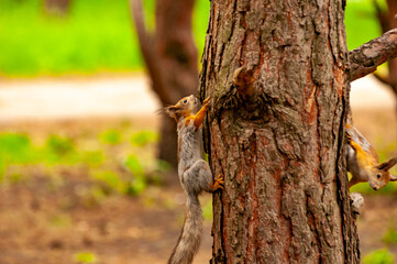 A squirrel in the forest of Samarskaya Luka National Park!