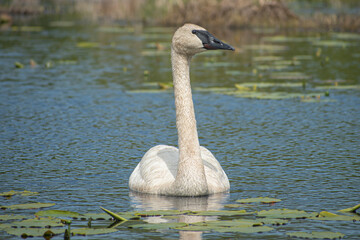 trumpeter swan on the water