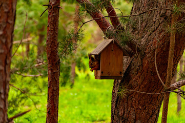 A squirrel in the forest of Samarskaya Luka National Park!