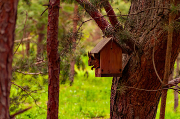 A squirrel in the forest of Samarskaya Luka National Park!