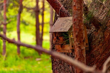 A squirrel in the forest of Samarskaya Luka National Park!