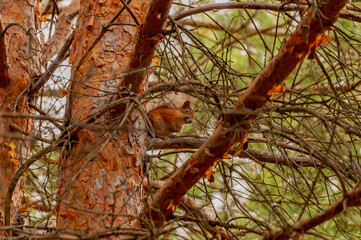 A squirrel in the forest of Samarskaya Luka National Park!