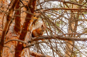 A squirrel in the forest of Samarskaya Luka National Park!