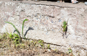 Grasshopper on a white wall with copy space